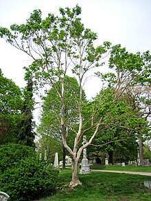 Heptacodium miconioides - в гробището Mount Auburn.JPG