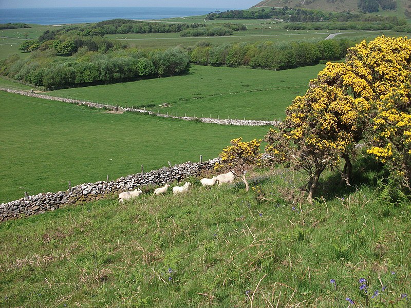 File:Herding sheep along the path - geograph.org.uk - 2978794.jpg