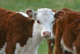 Hereford calf