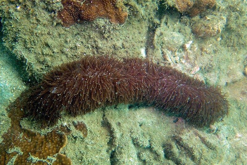 File:Herpolitha limax, Koh Phangan 4.jpg