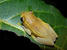 Heterixalus luteostriatus, Ankarafantsika, Madagascar (4022348299) .jpg