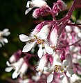 Heuchera elegans