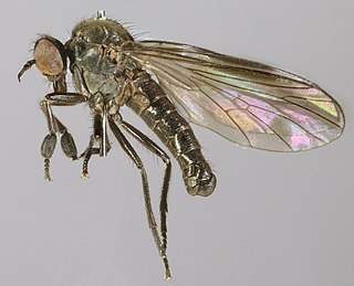 <i>Hilara brevistyla</i> Species of fly