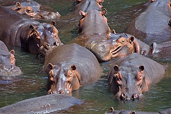 Groupe d’hippopotames (Hippopotamus amphibius) dans la vallée de Luangwa (Zambie). (définition réelle 2 160 × 1 440*)