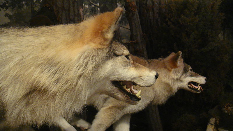 File:History of the forests at the National Museum of Scotland 01.JPG