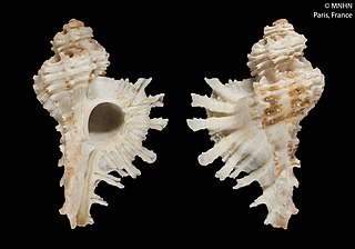 <i>Homalocantha lamberti</i> Species of gastropod