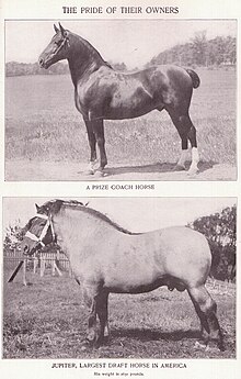 Comparison of a typical-sized carriage horse (top) to a heavy draft horse (bottom) Horses Btwn 1374 and 1375.jpg