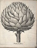 Miniatuur voor Bestand:Hortus Eystettensis, 1640 (BHL 45339 379) - Classis Autumnalis 39.jpg