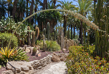 View of the Huerto del Cura (Priest’s Orchard), the most famous orchard of Palmeral de Elche, with 200.000 palms (Phoenix dactylifera) and 3.5 km2 the biggest in Europe and one of the biggest in the world. This orchard is a Spain's national monument, a national artistic garden, and, since 2000, World Heritage Monument. The first palms of the Palmeral de Elche could have been planted in the 5th century BC and this orchard dates back to 1846 and comprises 13.000 m2 and includes approx. 1000 palms. As you can see in the picture the orchard also includes different succulents like Ferocactus peninsulae, Cleistocactus strausii, Hamatocactus setispinus apart from palms.