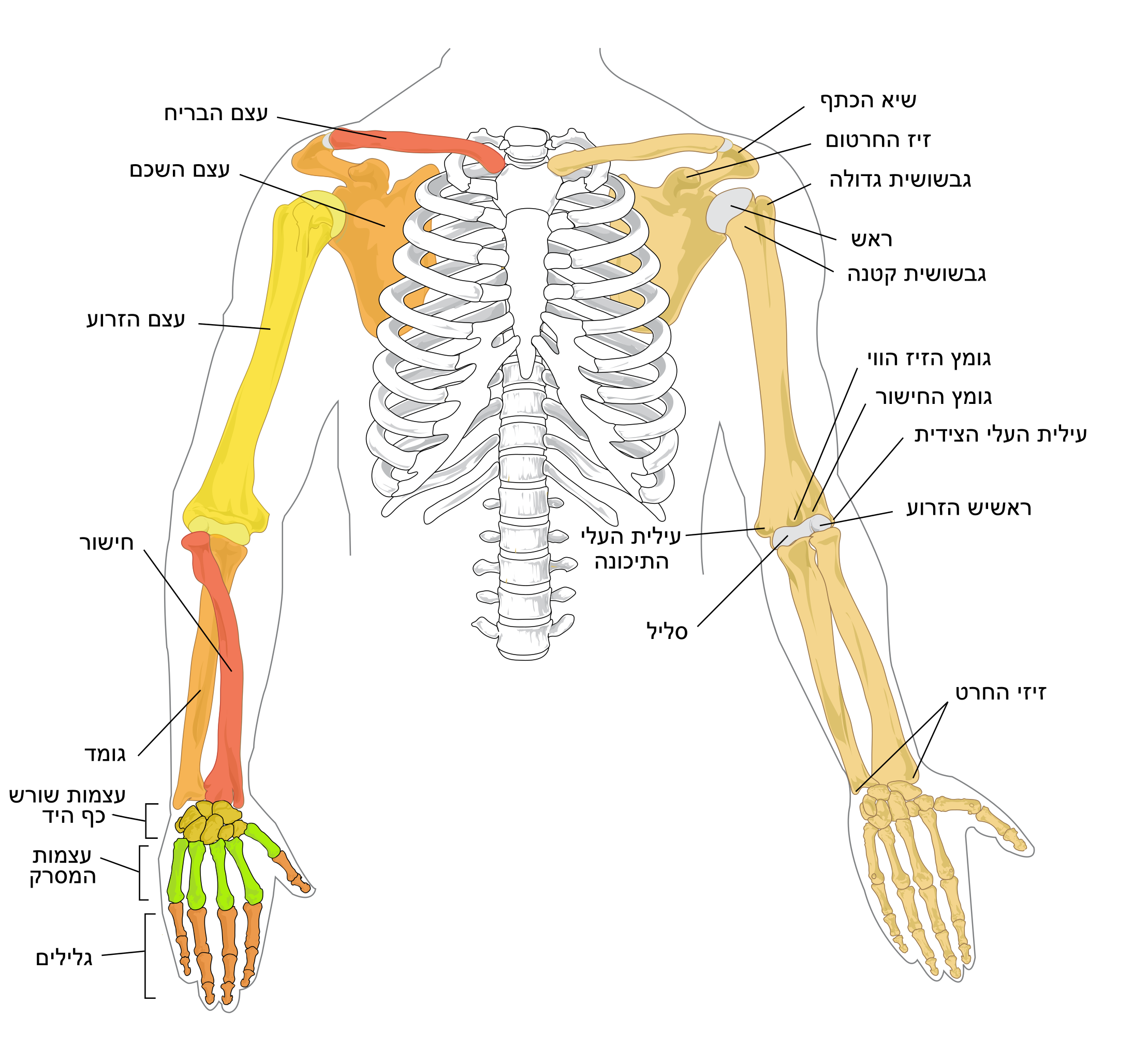 File:Human arm bones diagram.heb.svg - Wikimedia Commons