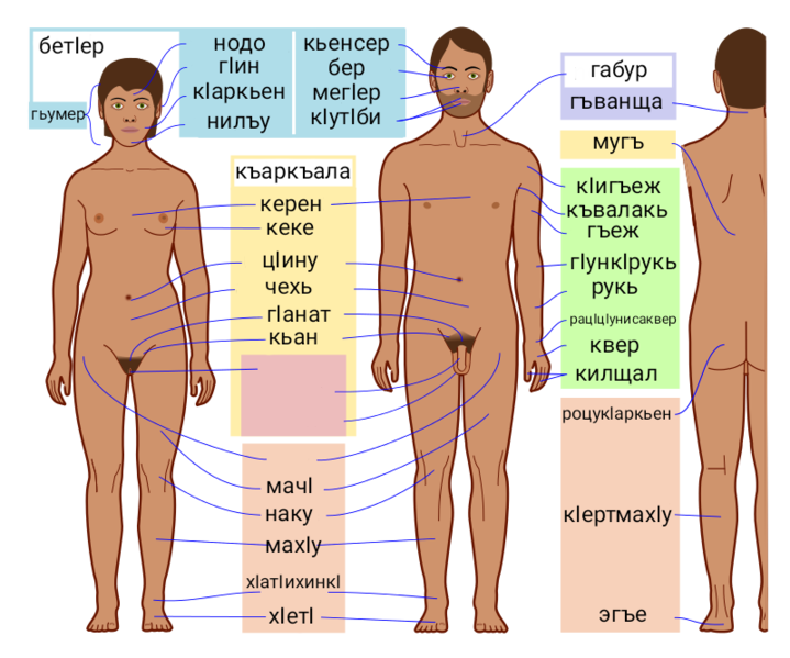 File:Human body features-av dark skin.png