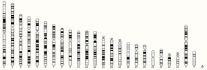 Thumbnail for File:Human whole genome.png