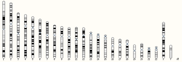 Human whole reference genome from the assembly GRCh38/hg38 (Genome Reference Consortium Human Build 38). Human whole genome.png