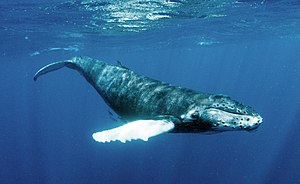 Humpback Whales - Flickr - Christopher.Michel (38).jpg