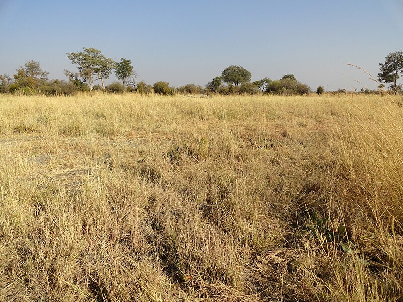 File:Hwange National Park, Zimbabwe (48594967867).jpg