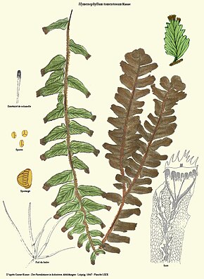 A kép leírása Hymenophyllum tomentosum.jpg.