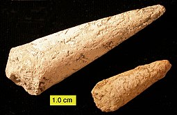 Fossilized shells of the Cambrian-Permian brachiopod relative Hyolitha Hyoliths02.JPG