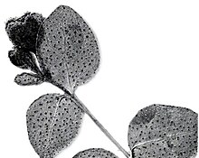 Black and white image of Hypericum formosissimum