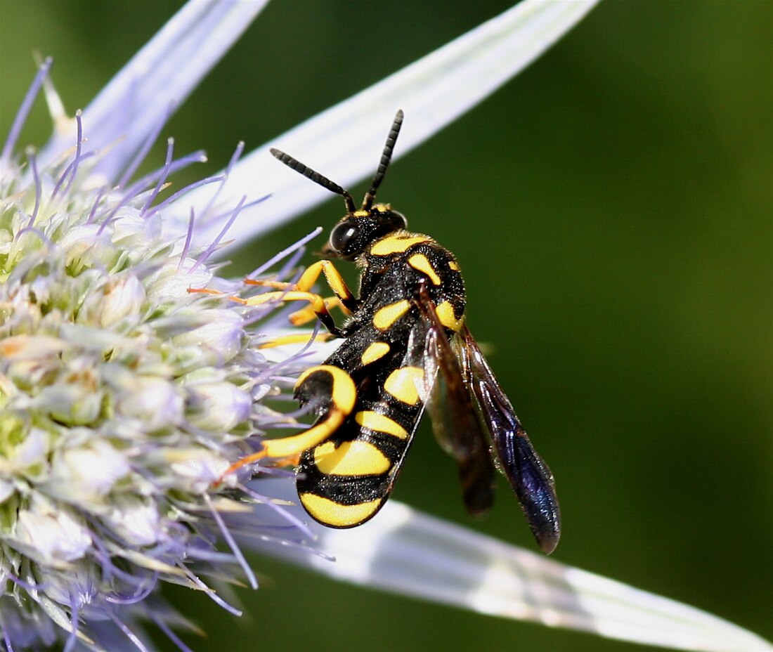 Chalcid wasp