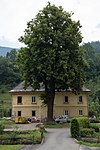 Winter linden (Tilia cordata)