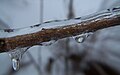 Ice on a branch