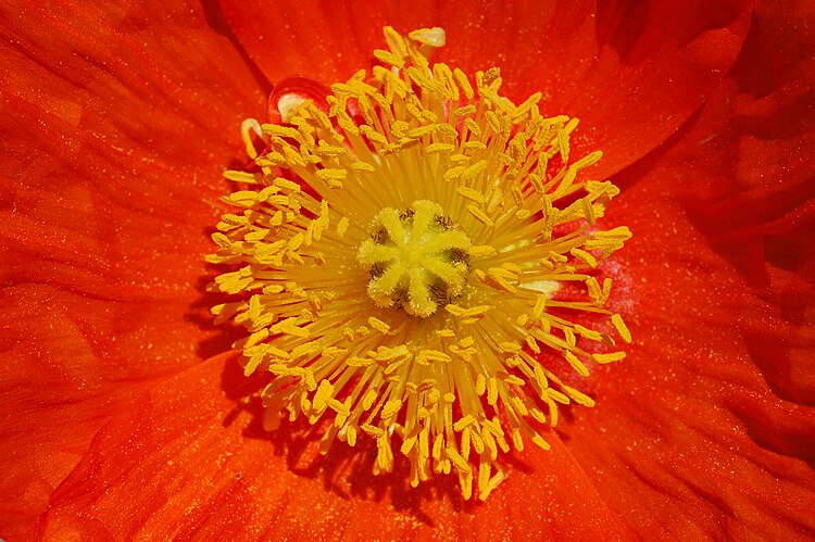 Мак голостебельный (Papaver nudicaule), сорт Champagne Bubbles. Центральная часть цветка.