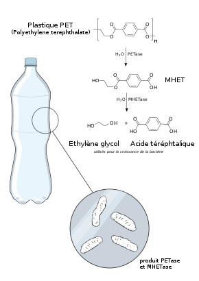 bacterie qui mange du plastique