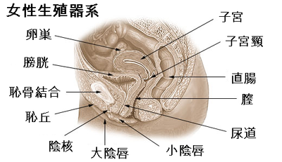 女性器 Owlapps