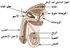 العربيَّة