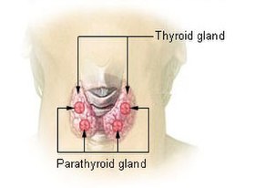 Illu thyroid parathyroid.jpg