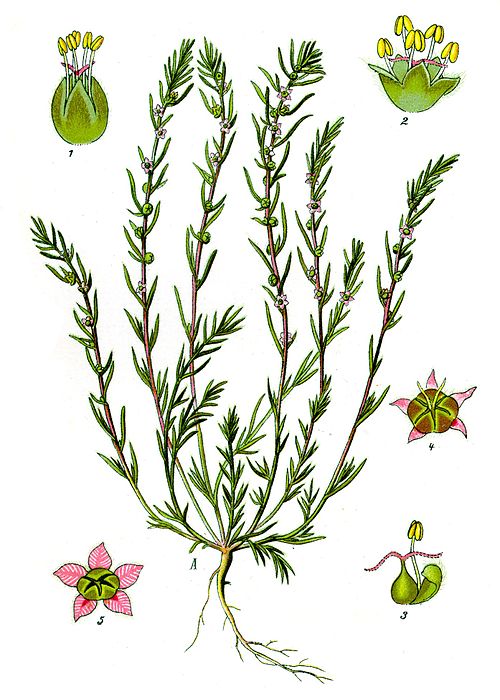 Bassia laniflora (illustration), Camphorosmoideae