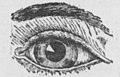 Illustration of human eye (1904).jpg