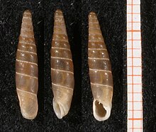 Inchoatia inchoata shell.jpg