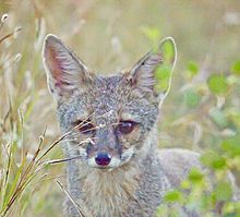 Bengal fox - Wikipedia