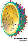 Influenza virus.jpg