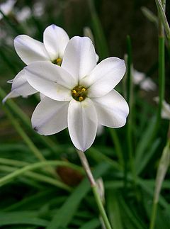 Description de l'image Ipheion uniflorum10.jpg.