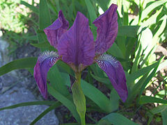 Iris aphylla, à barbe blanche