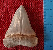 Fossilized tooth of the Miocene-Pliocene shark Cosmopolitodus hastalis, or broad-toothed mako Isurus hastalis labiale cm.JPG