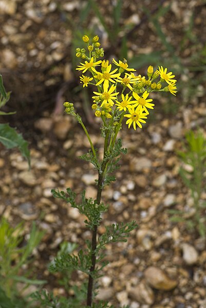 File:Jacobaea vulgaris vallee-de-grace-amiens 80 22062007 3.jpg