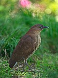 Japanese night heron (Gorsachius goisagi).jpg