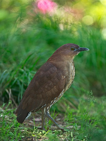 File:Japanese night heron (Gorsachius goisagi).jpg