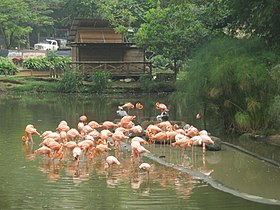 Ilustrační obrázek článku Zoologický park Cali