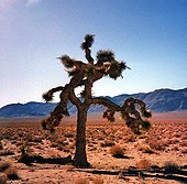 Pohon berduri dengan tungkai luas dalam beberapa arah yang berdiri di sebuah padang pasir. Pegunungan yang berdiri di latar belakang