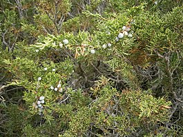 Juniperus sabina 01.JPG