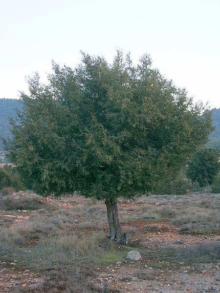 File:Juniperus thurifera L.jpg