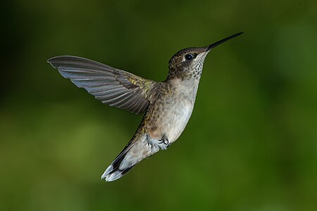 Ruby-throated hummingbird, juvenile, by Pslawinski