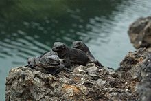 Juveniles on Isabela Island Juvenile Marine Iguanas (Amblyrhynchus cristatus) on Isabela, Galapagos Islands.jpg