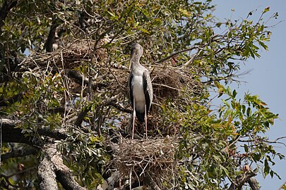 Juvenile in nest, Zambia