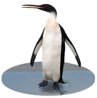 Pinguino gigante Ricostruzione di K. grebneffi