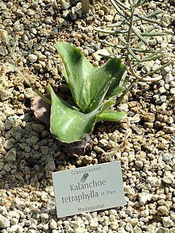 Kalanchoe tetraphylla - Botanischer Garten München-Nymphenburg - DSC08100.JPG